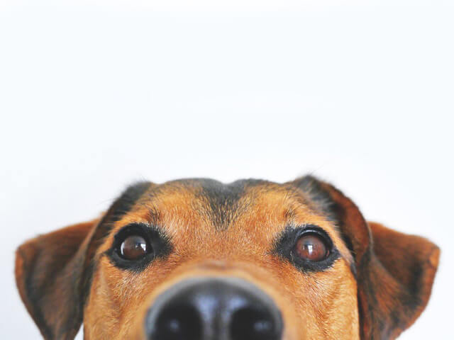 Dog Dog